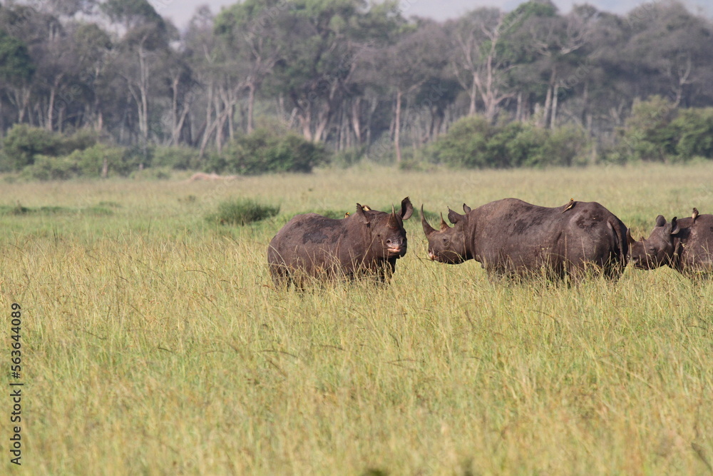 A rhino family is grazing in the savana almost hidden by tall grass