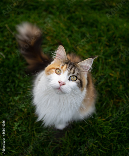 high angle view of calico maine coon cat sitting on green grass looking up at camera curiously
