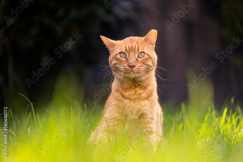 rescued ginger cat with tipped ear sitting in high grass outdoors in sunny garden looking at camera