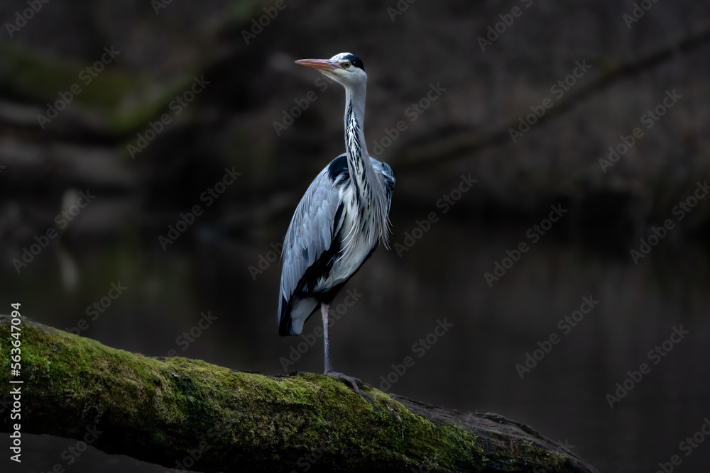 Fototapeta premium grey heron
