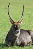 Adult waterbuck with yuge horns sitting on green grass, looking into camera