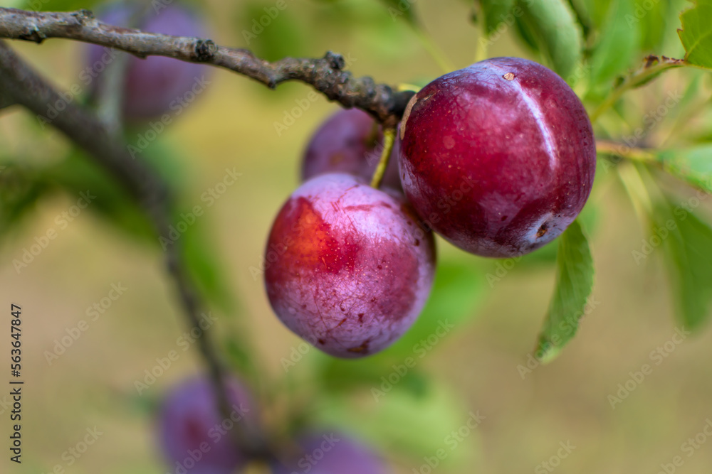 Wild plum tree in an orchard in France in summer. Blue and violet plums in garden, prunus domestica Wild plum tree in an orchard in France in summer. Blue and violet plums in garden, prunus domestica