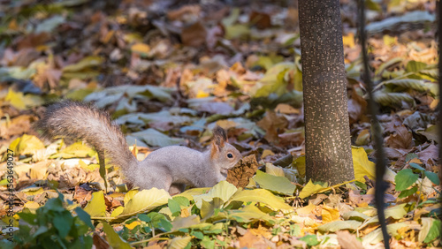 Squirrel in autumn hides nuts on the green grass with fallen yellow leaves