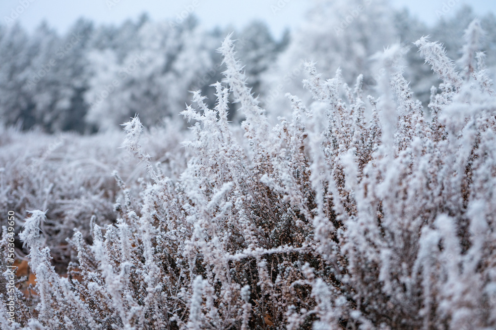 Pestrupergräberfeld bei Frost