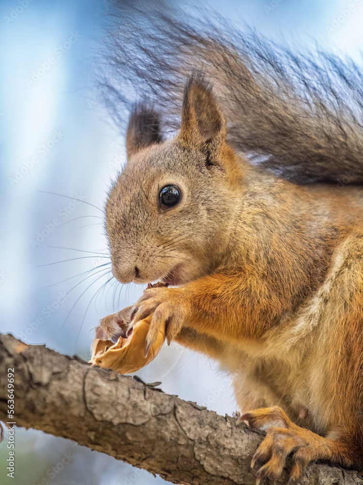 The squirrel with nut sits on tree in the autumn. Eurasian red squirrel, Sciurus vulgaris. The squirrel with nut sits on tree in the autumn. Eurasian red squirrel, Sciurus vulgaris.