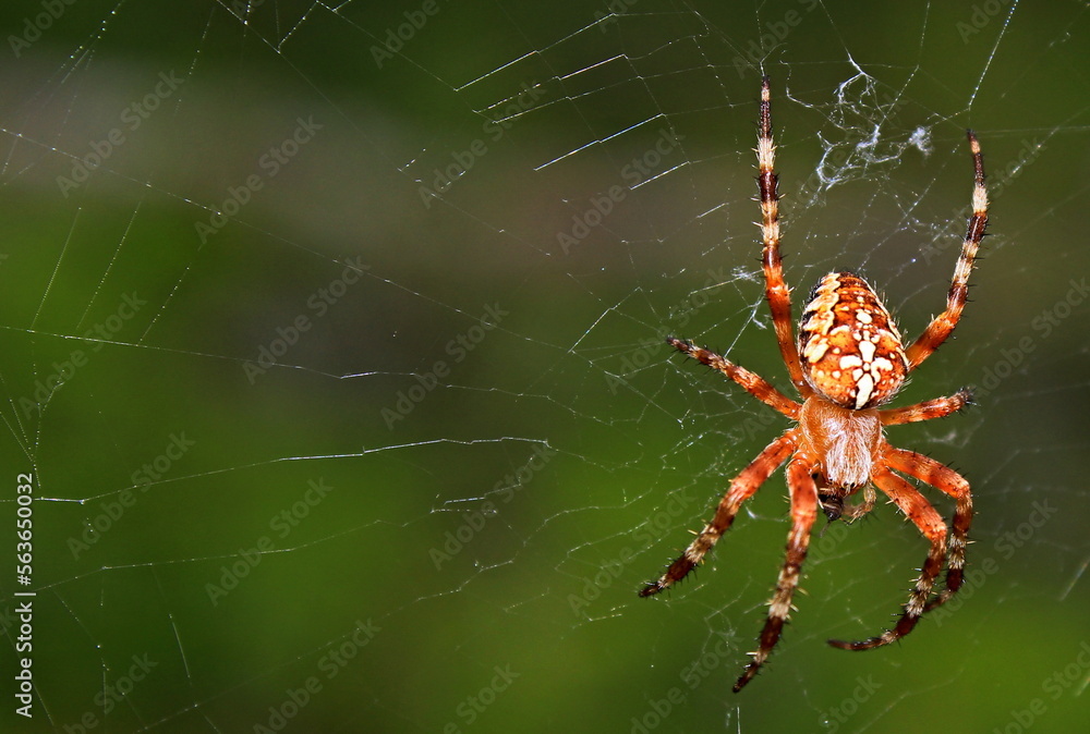 spider on the web spider on the web