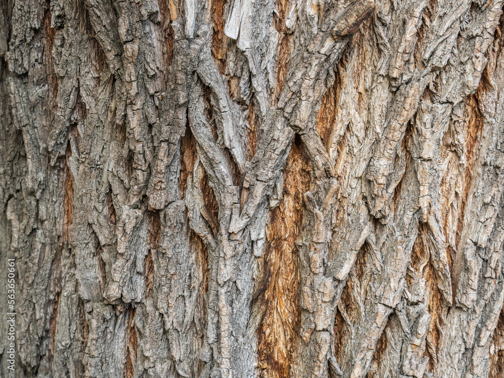 The texture of the bark of an old willow - obrazy, fototapety, plakaty 