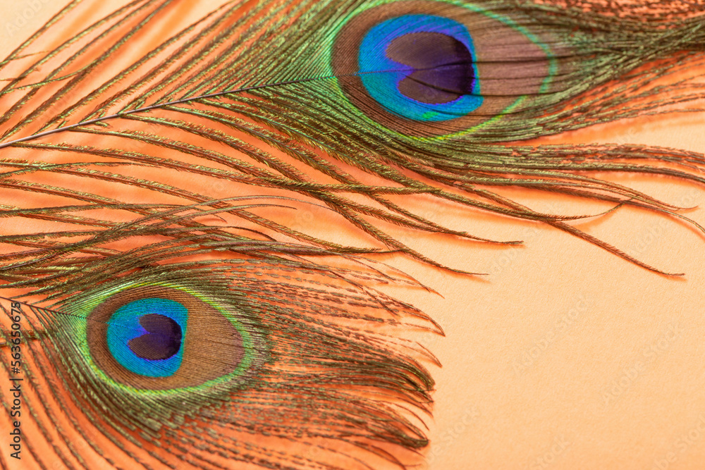 Naklejka premium peacock feather on pastel color paper background background