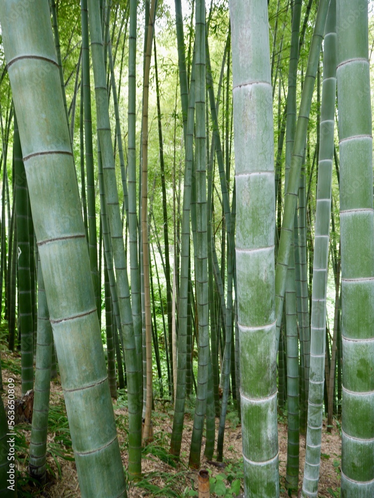 Close up of giant bamboo forest. Close up of giant bamboo forest.