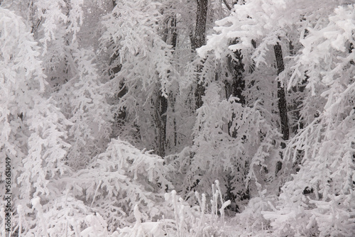 Trees covered with white snow.
