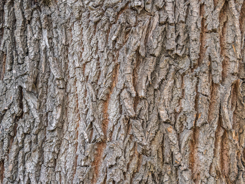 The texture of the bark of an old willow