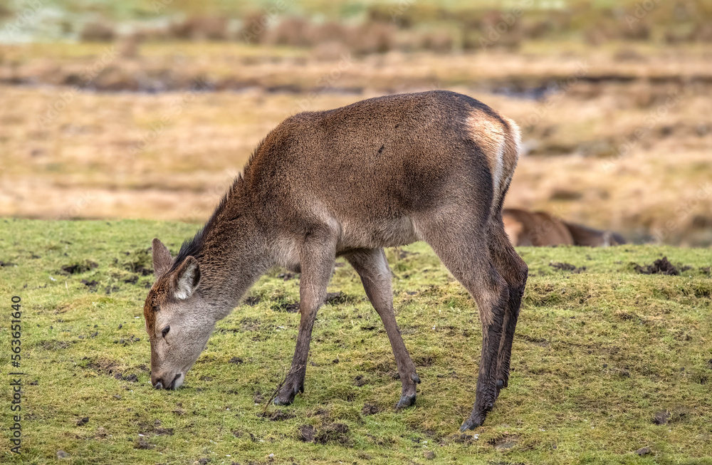 red deer, Cervus elaphus, female on grass eating close up in autumn in the uk. red deer, Cervus elaphus, female on grass eating close up in autumn in the uk.