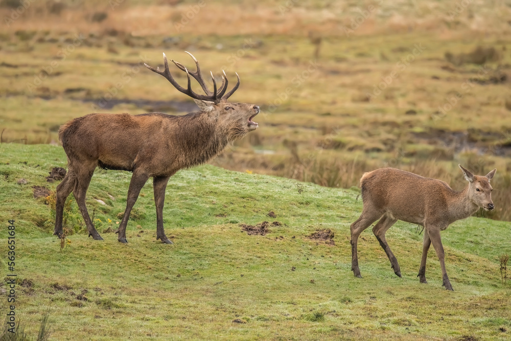 red deer, Cervus elaphus, male at a female standing on grass close up in autumn in the uk...
