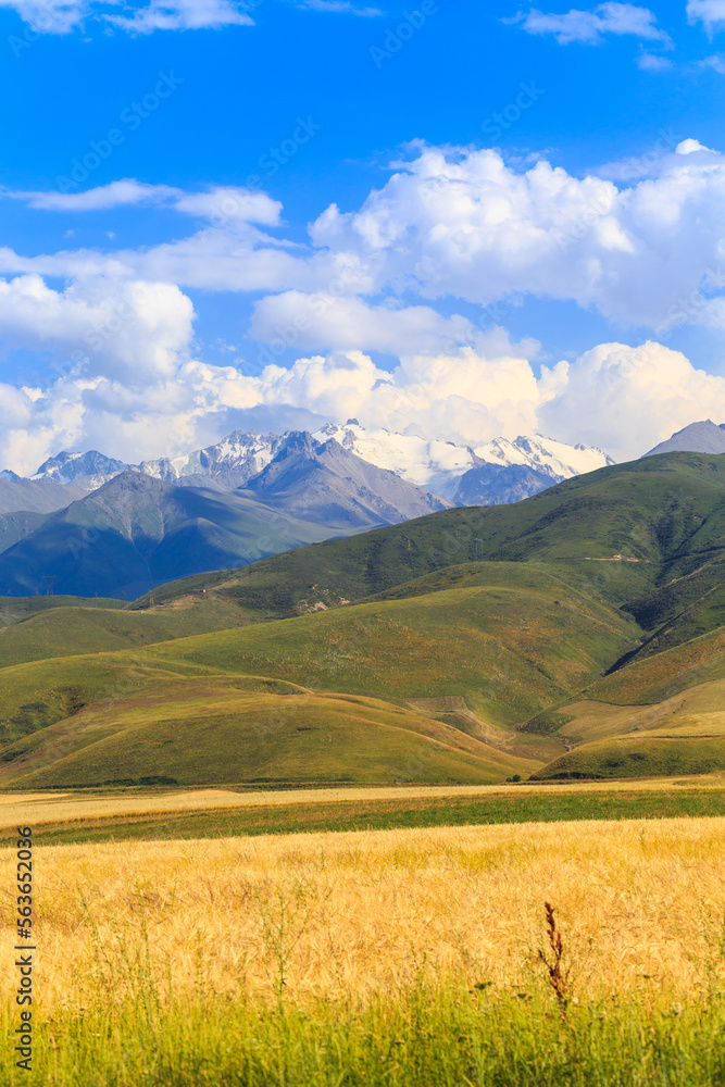 A field with ears of bread against the backdrop of high mountains. Agriculture, farming. Beautiful mountain landscape. Kyrgyzstan