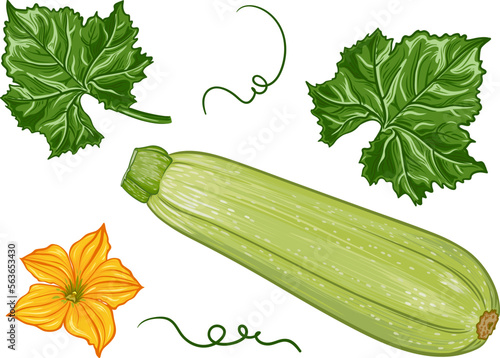 fresh green zucchini with leaves and a flower on a transparent background. botanical realistic squash fruit illustration