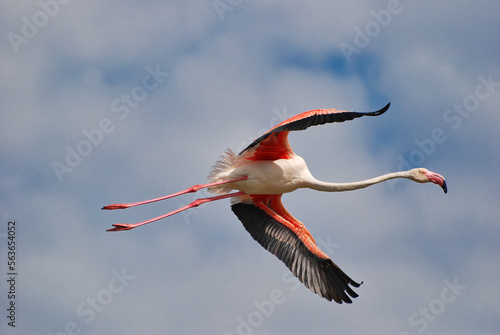 Flamingo with pink and black wings in flight