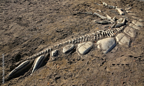 dinosaur skeleton in the ground © Artyom