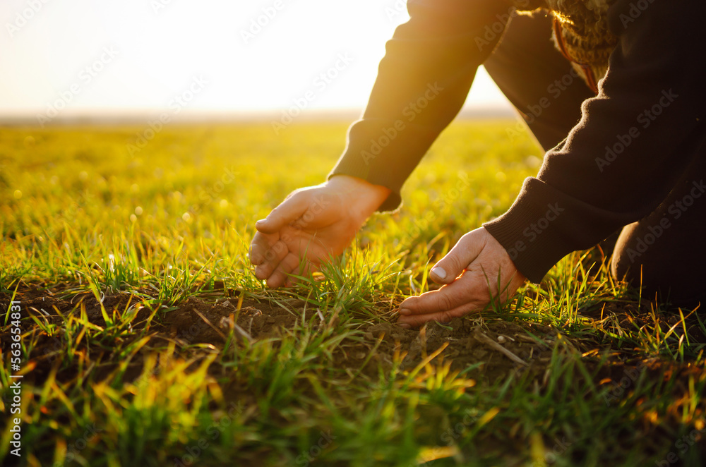 Young wheat sprout in the hands of a farmer. Green wheat growing in soil. Agriculture, gardening or ecology concept. Young wheat sprout in the hands of a farmer. Green wheat growing in soil. Agriculture, gardening or ecology concept.