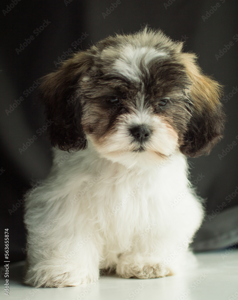 Puppy fluffy Puppy fluffy