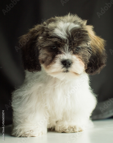 Puppy fluffy 