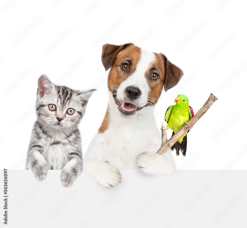 Group of funny pets looks above empty white banner. Isolated on white background