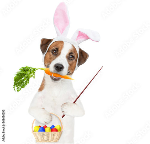 Jack russell terrier puppy wearing easter rabbits ears holds carrot in it mouth, holds basket of painted eggs in it paw and points away on empty space. Isolated on white background © Ermolaev Alexandr