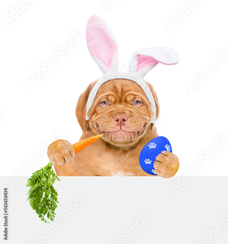 Smiling puppy wearing easter rabbits ears holds painted egg, looks above empty white banner and eats carrot. Isolated on white background