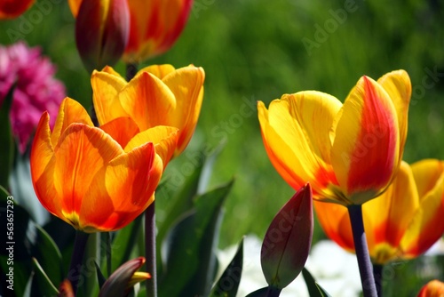 orange tulips