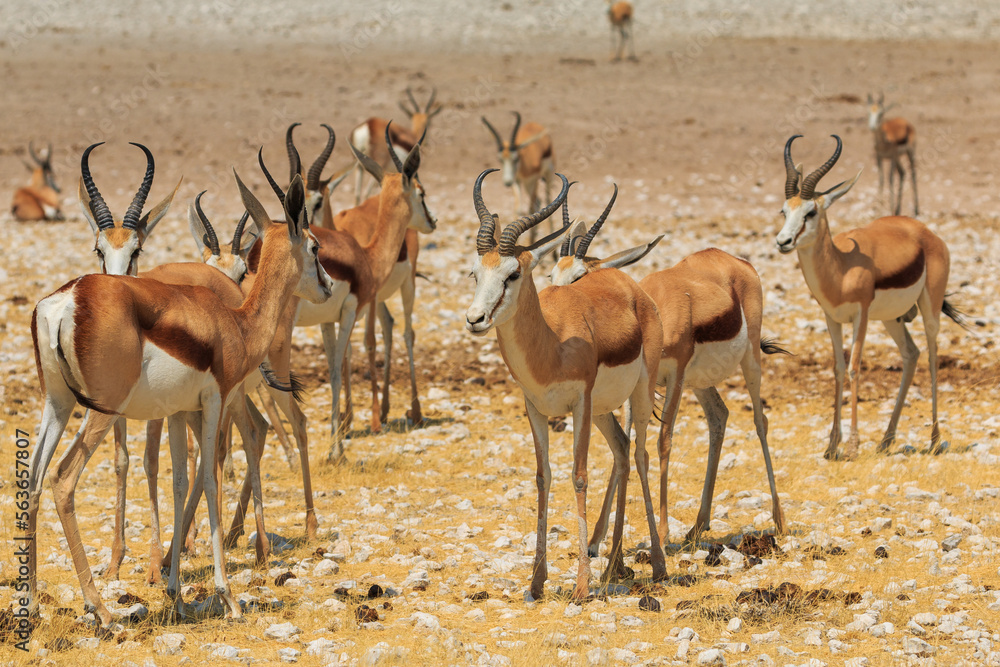 Naklejka premium Springbok in natural habitat in Etosha National Park in Namibia.