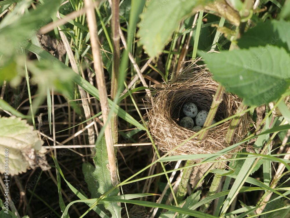 Nest of field bird with spotted eggs in tall dense grass Nest of field bird with spotted eggs in tall dense grass