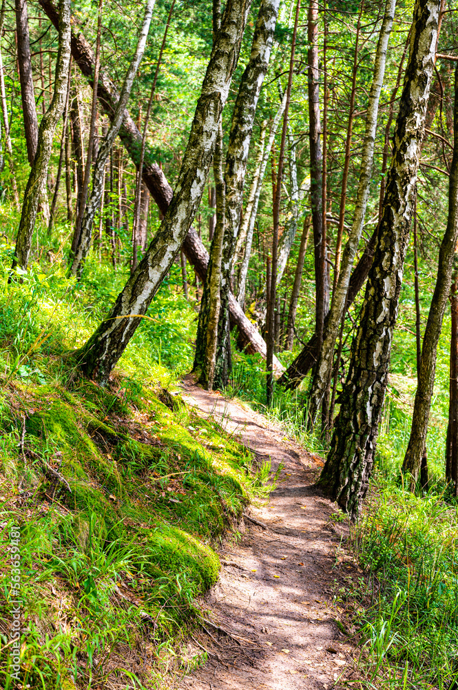 Fototapeta premium Curved pathway on the mixed forest slope. Birch pine and other trees in Asveja Regional Park in Lithuania. Some fallen trees in the forest.