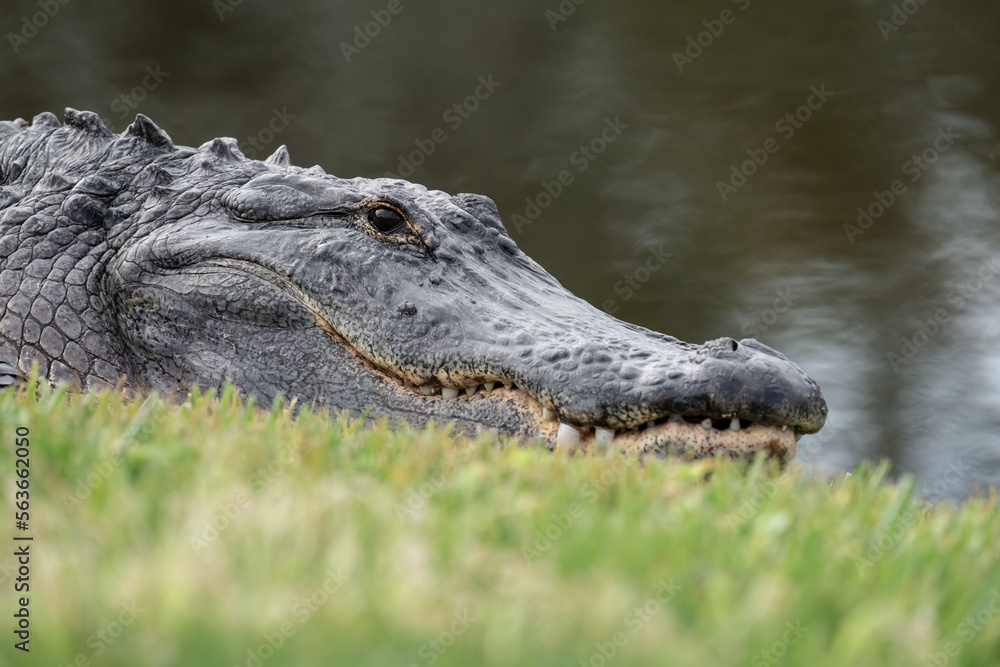 Obraz premium An American alligator rests beside a pond at Dr. Bradford Memorial Park near Lake Apopka in Winter Garden, Florida.