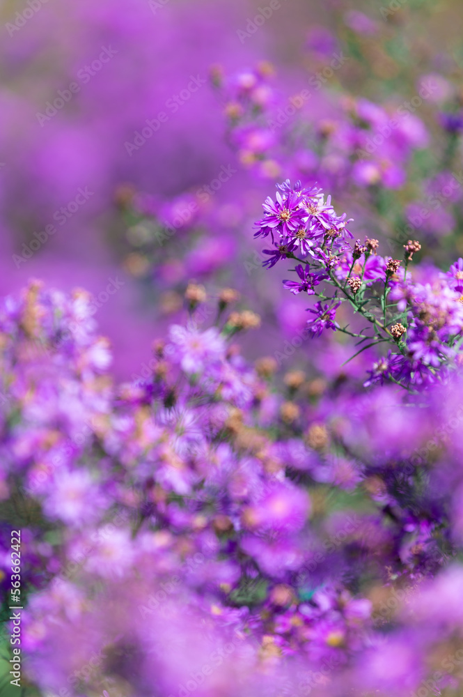 Naklejka premium Beautiful purple daisy blooming in the garden, blurred image for background.