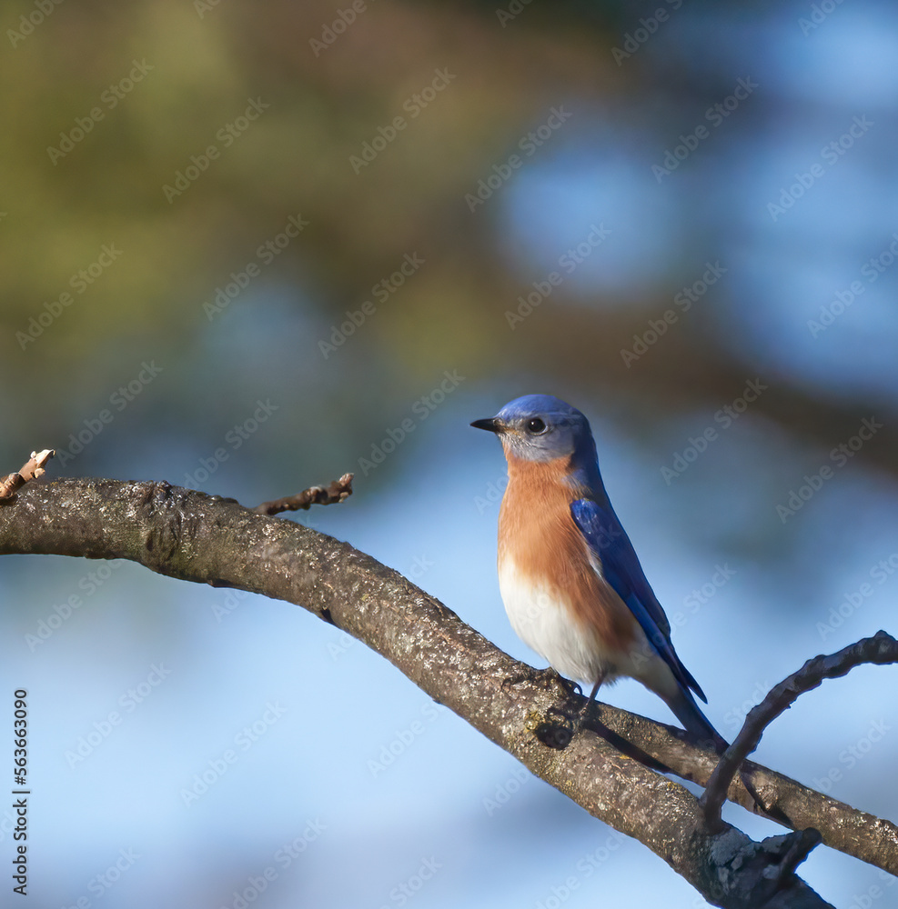 Eastern Bluebird Eastern Bluebird