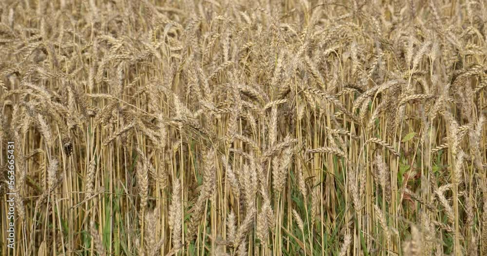 A lot of ripe wheat spikelets are swaying in the wind in an Irish farmer's field. Wheat plant close-up. Ripe cereal crops. A lot of ripe wheat spikelets are swaying in the wind in an Irish farmer's field. Wheat plant close-up. Ripe cereal crops.