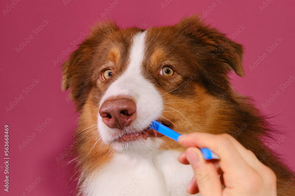 Owner's hands hold muzzle of Australian Shepherd and brush dog's teeth with special brush and paste. Pink background. Concept of pet care. Advertising of grooming salon or veterinary clinic.