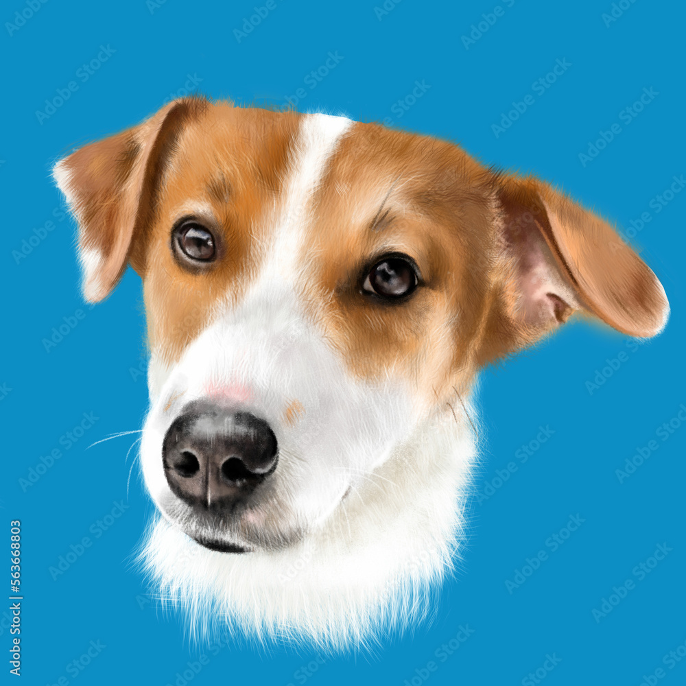 Portrait of a Jack Russell Terrier dog close-up on a colored background Portrait of a Jack Russell Terrier dog close-up on a colored background