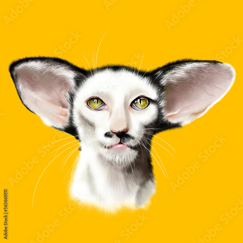 Portrait of an oriental cat in close-up on a colored background