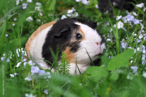 Cute guinea pig of white ,black and orange colors  sits in green grass with light blue forget-me-not flowers .Close up photo outdoors.