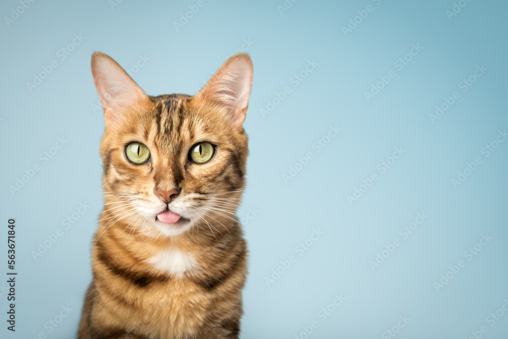The cat shows the tongue, teasing.