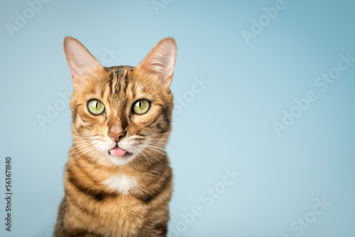The cat shows the tongue, teasing. © Svetlana Rey