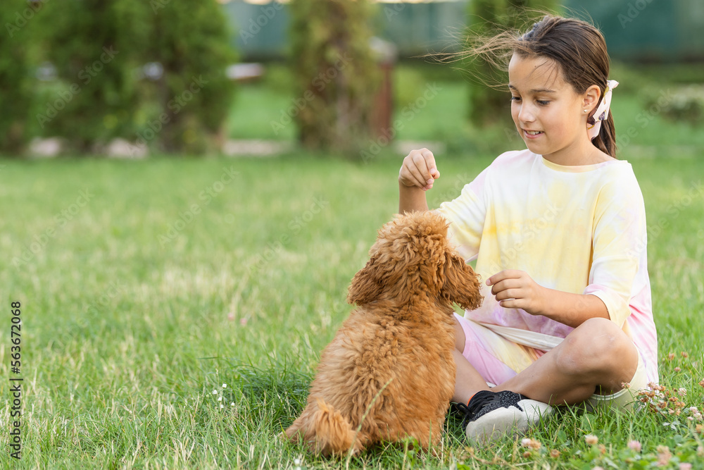a little girl playing with her maltipoo dog a maltese-poodle breed a little girl playing with her maltipoo dog a maltese-poodle breed