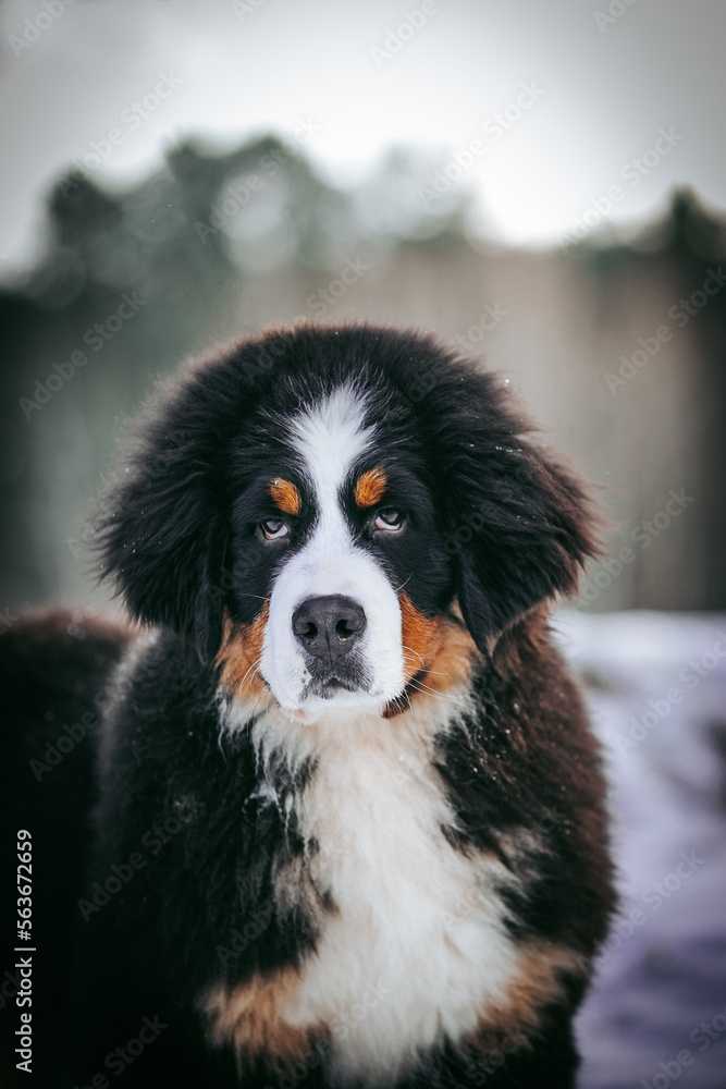 Bernese mountain dog puppy in green background.
Bernese mountain dog puppy in green background.