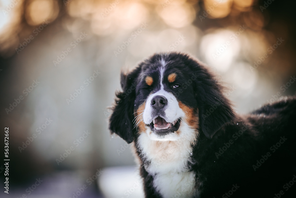 Bernese mountain dog puppy in green background.
Bernese mountain dog puppy in green background.