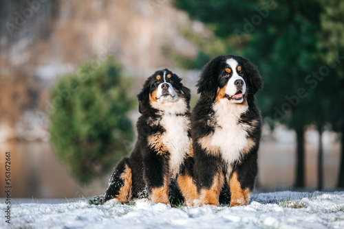 Bernese mountain dog puppy in green background.	
