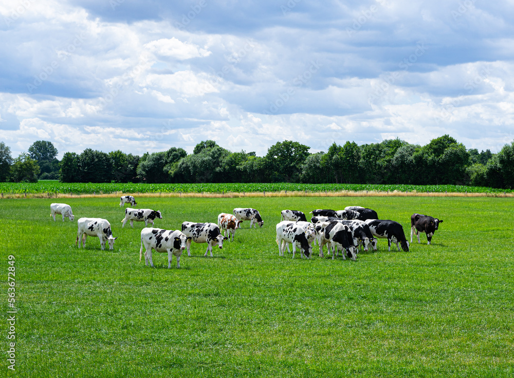 Fototapeta premium Eine Herde Holstein-Friesian Rinder und Kühe auf einer weitläufigen grüner Weide.