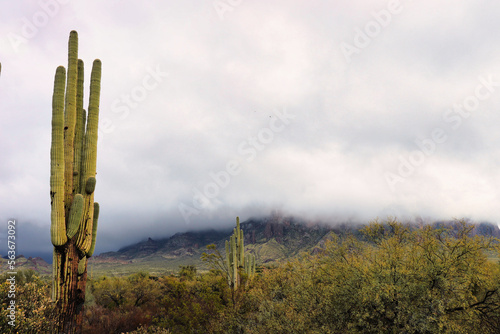 cactus in the desert storm © Dawn's Halo