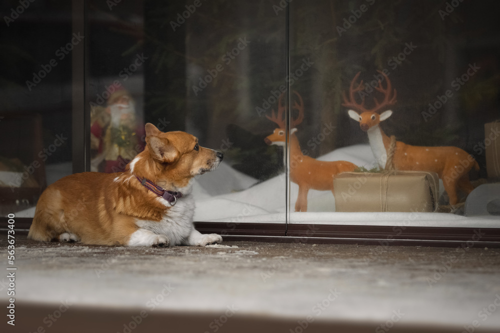 Portrait of cute corgi dog near shop window