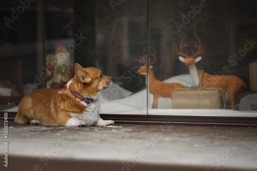 Obraz na płótnie Portrait of cute corgi dog near shop window w salonie
