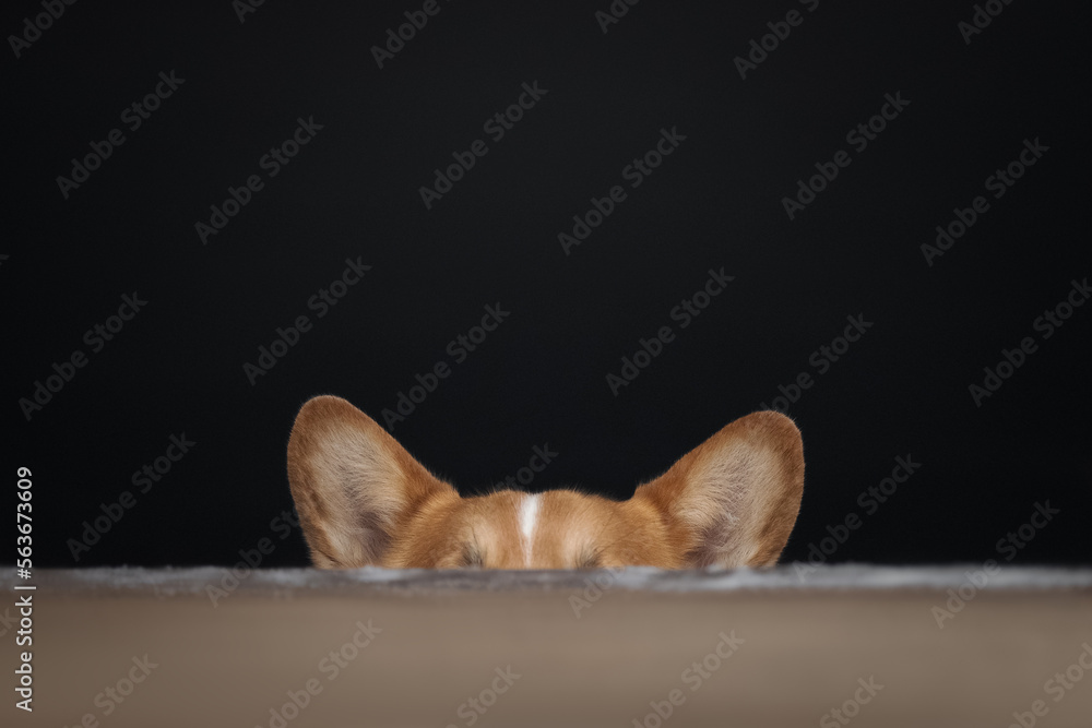 Cute red corgi dog's eats